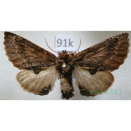 Ptilodon capucina (Linnaeus, 1758) male Wiechetka wielbłądka Czech91k